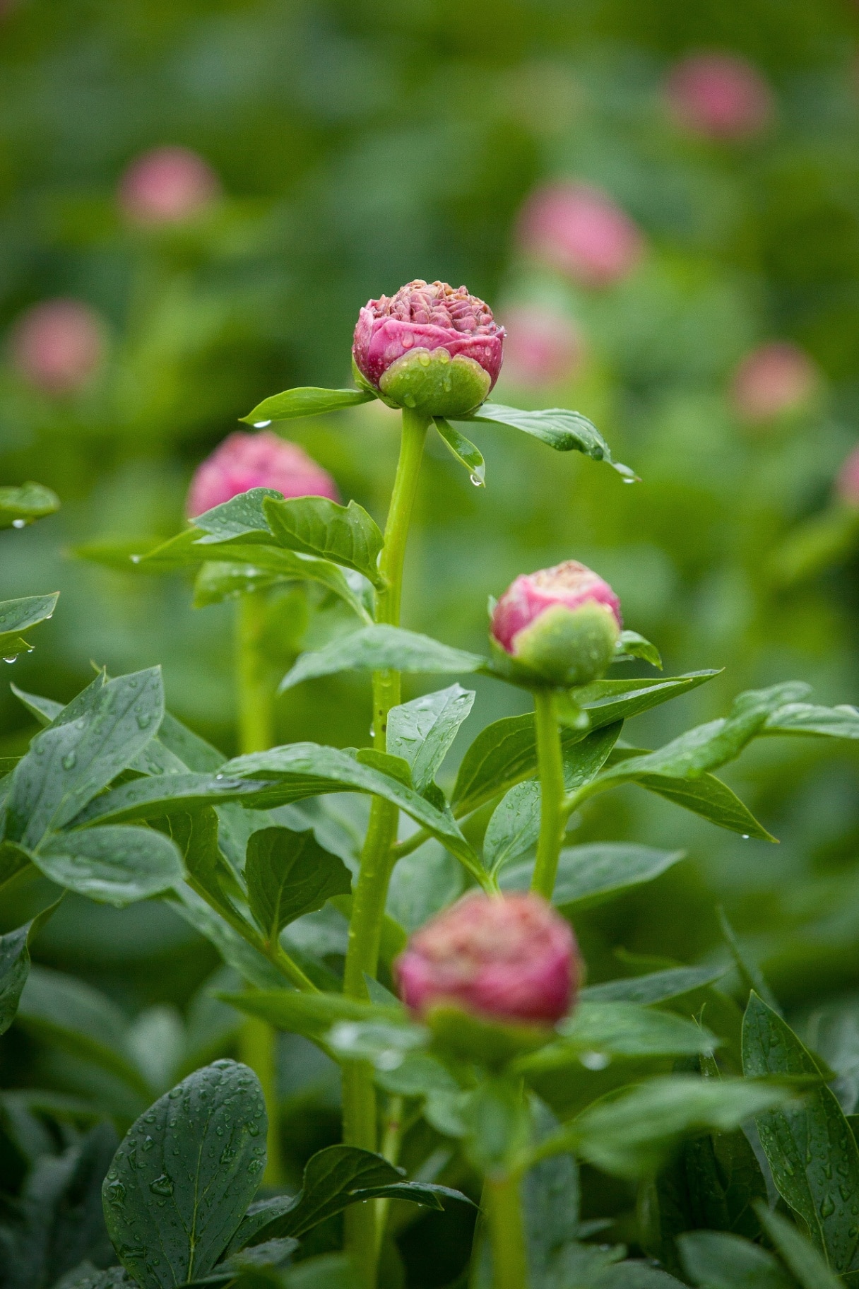 Paeonia itoh (Itoh Peony)  — close-up of pink peony buds with fresh green foliage