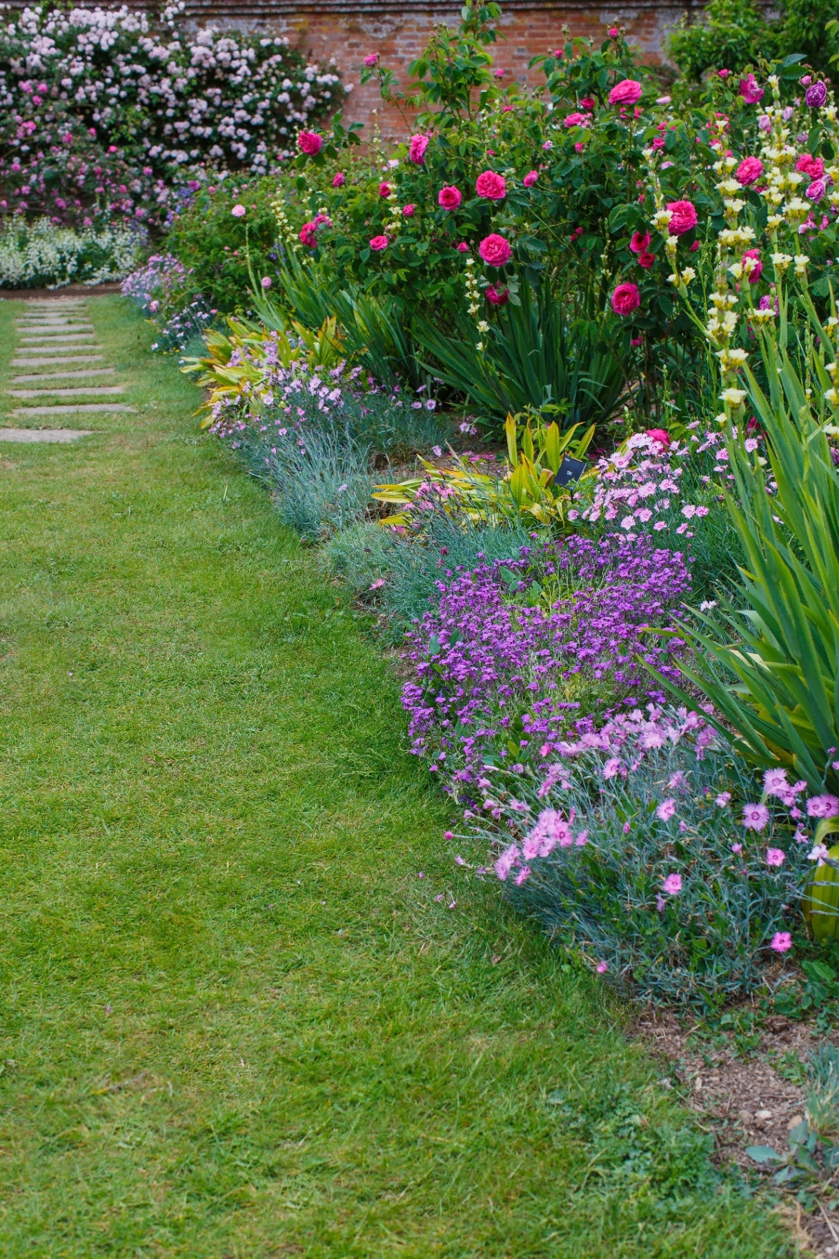 English garden border with pink roses 