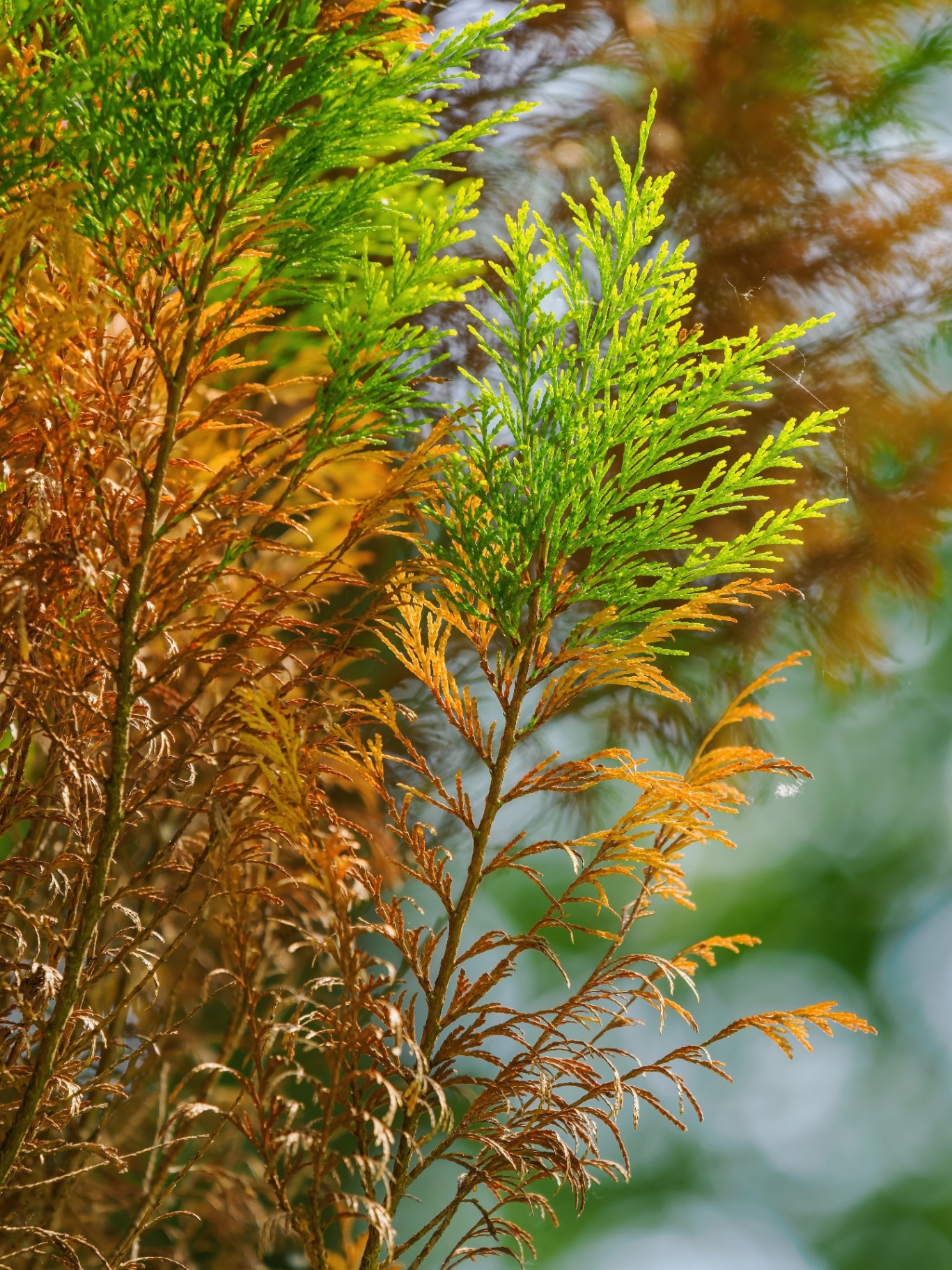Western red cedar (Thuja plicata) and its green and dying brown parts.