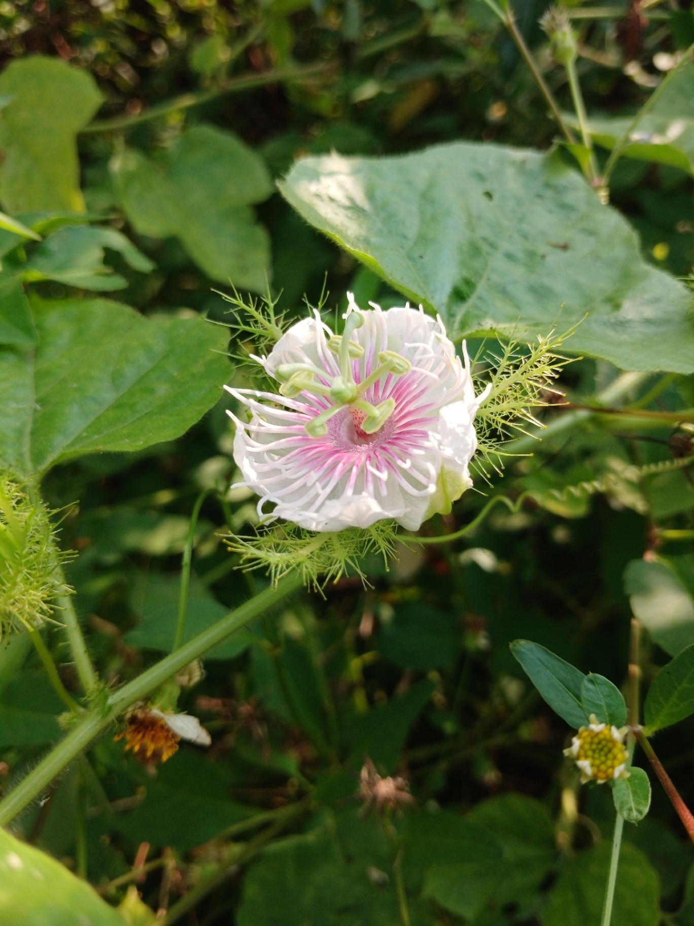 Stinking Passionflower Passiflora Foetida Bloom with Tendrils Beautiful white and pink stinking passionflower with detailed corona and green tendrils blooming in garden.