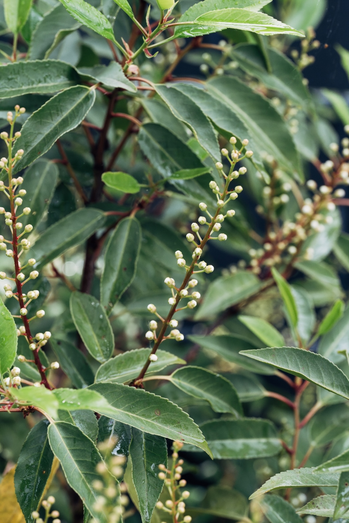 Portuguese Laurel