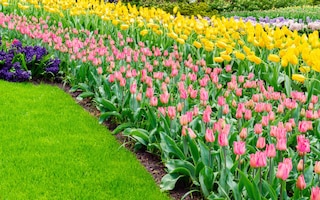 Tulip borders and neat lawn edge 