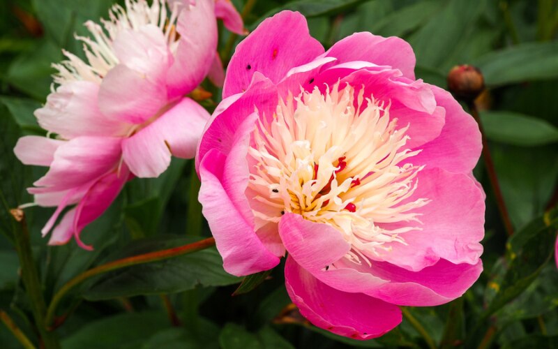 PAEONIA LACTIFLORA ‘BOWL OF BEAUTY’
