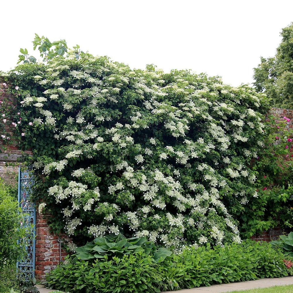  Hydrangea anomala subsp. petiolaris  