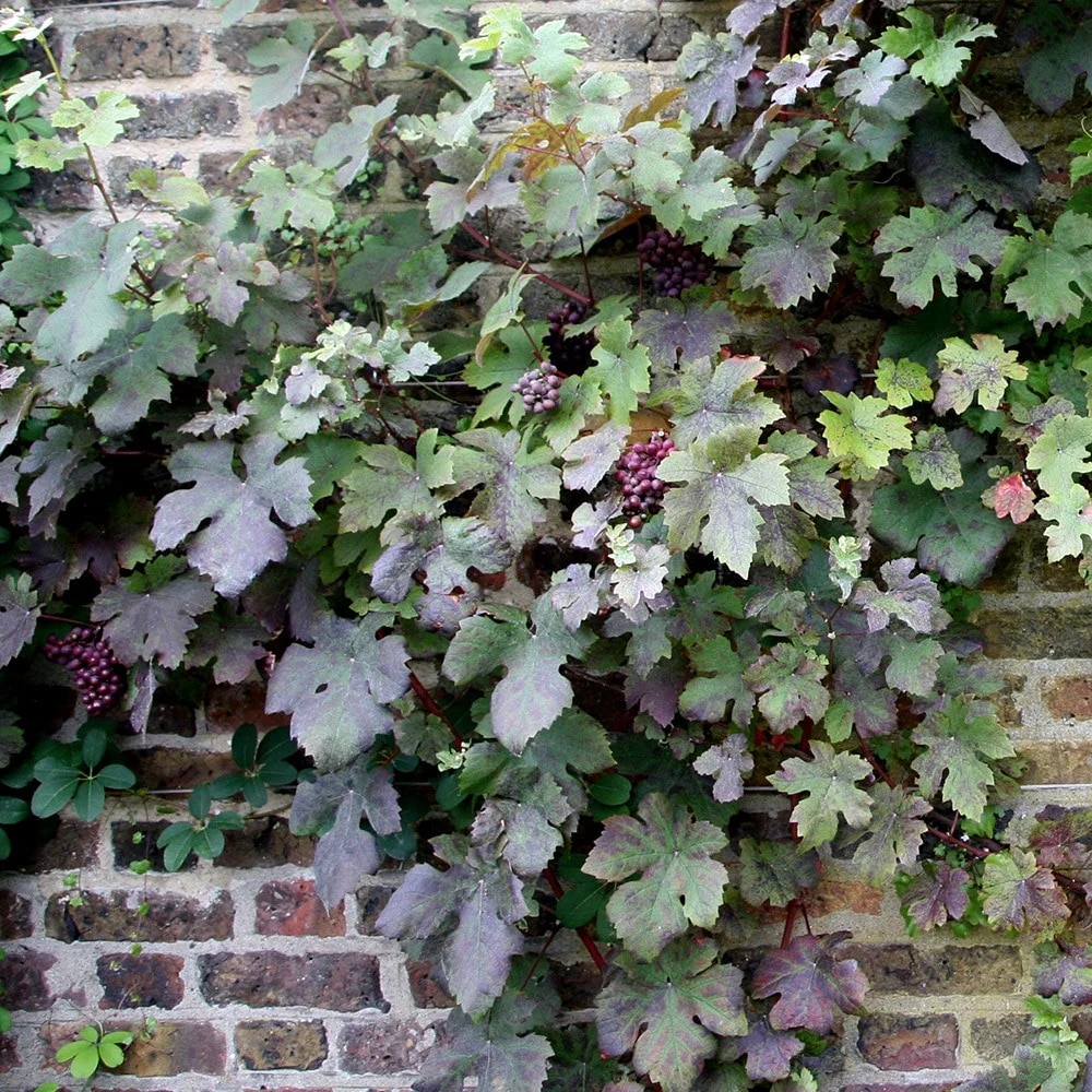 Vitis vinifera 'Purpurea'