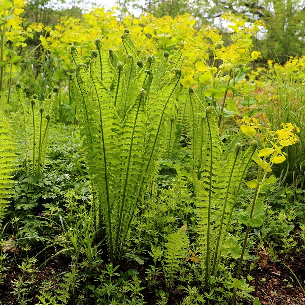 Ostrich fern (Matteuccia struthiopteris)