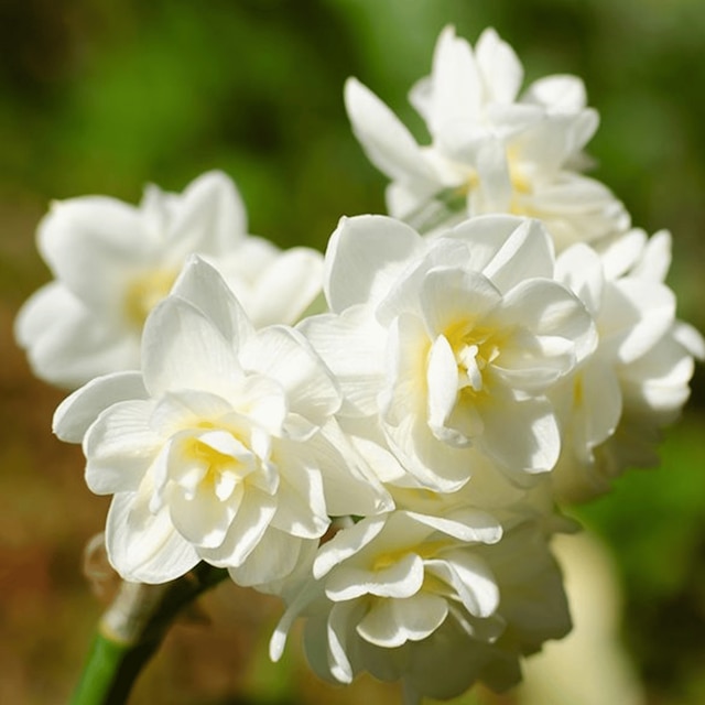Narcissus 'Erlicheer'