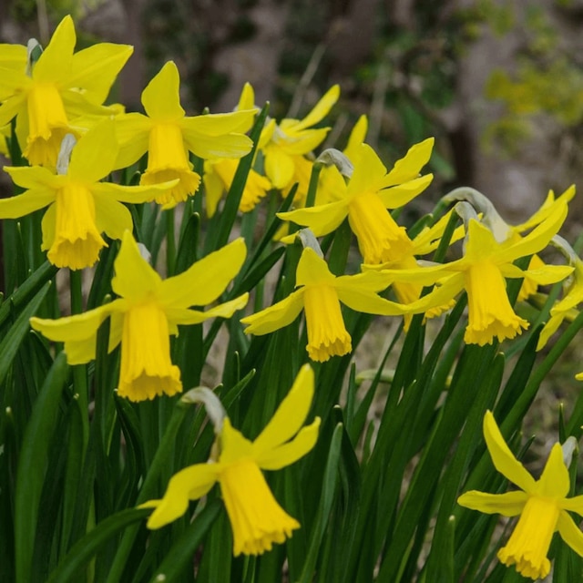 Narcissus 'February Gold'