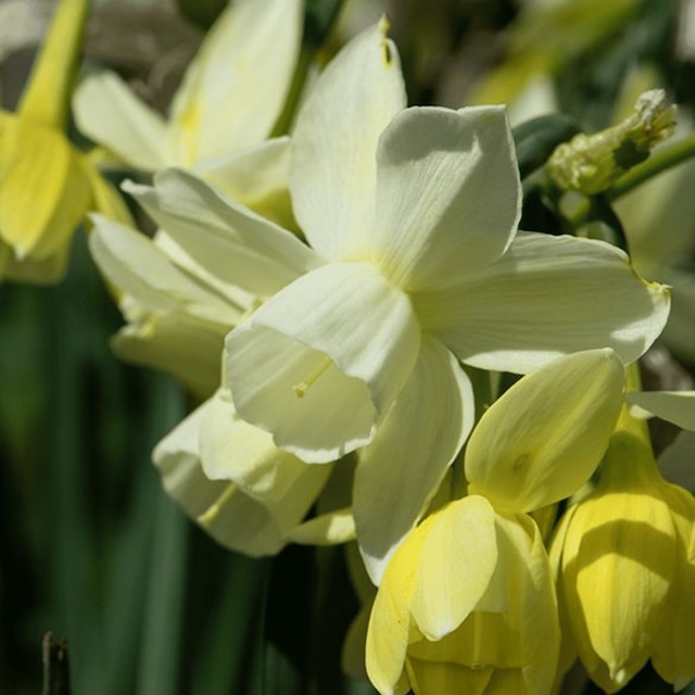 Narcissus 'Moonlight Sensation'