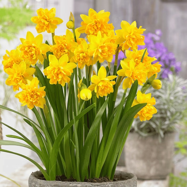 Narcissus 'Tete Boucle'