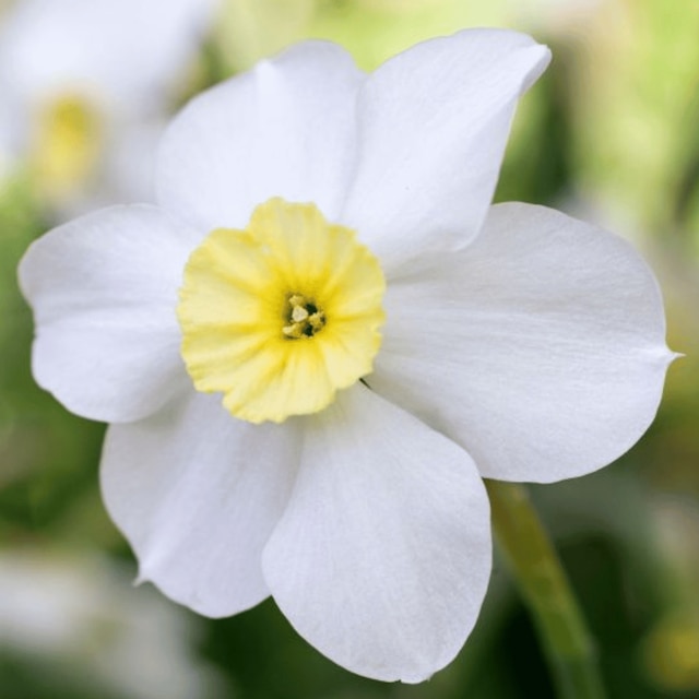 Narcissus 'Segovia'
