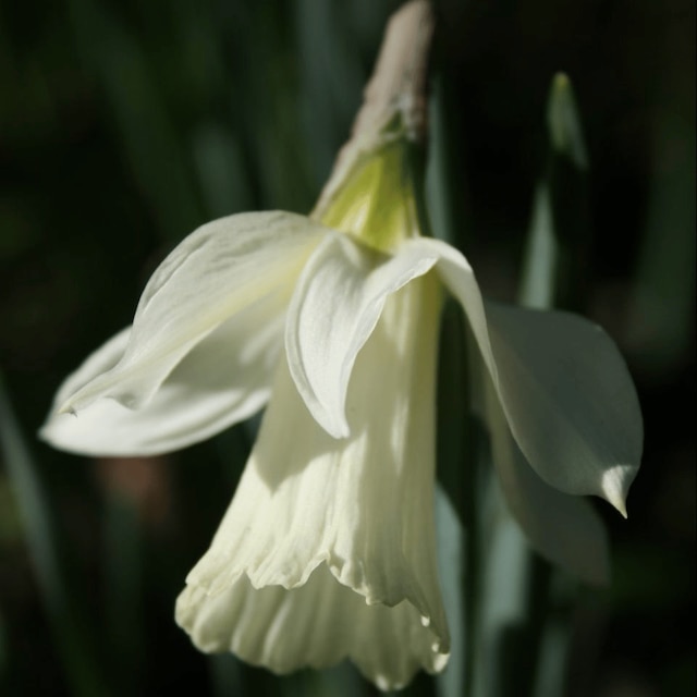 Narcissus moschatus