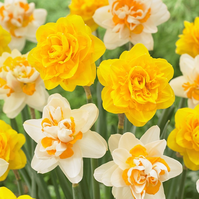 Narcissus 'Heamoor'