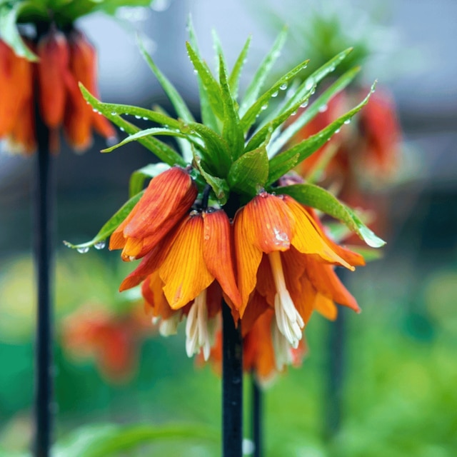 Fritillaria imperialis