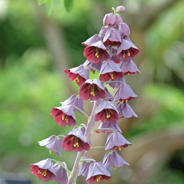 Fritillaria persica
