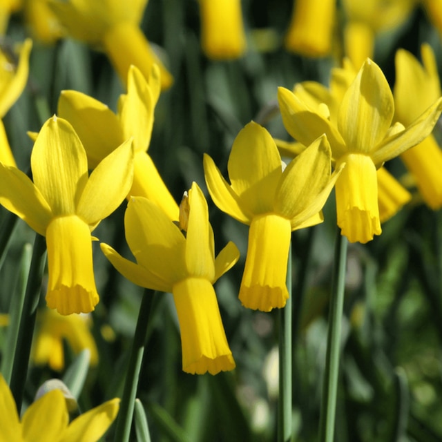 Narcissus cyclamineus
