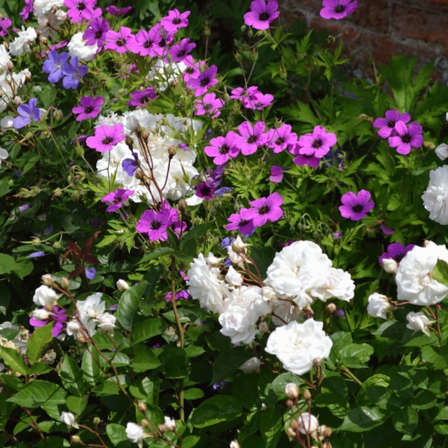 Geranium ‘Ann Folkard’