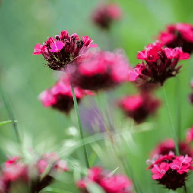 Dianthus cruentus