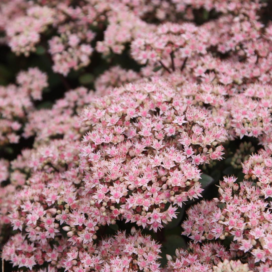 Hylotelephium 'Matrona'