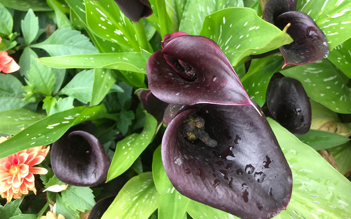 Zantedeschia Cantor