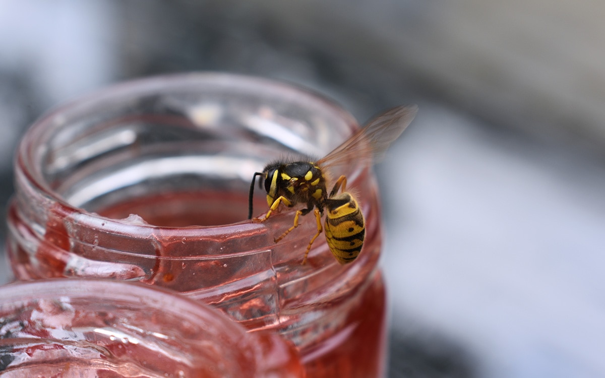 Wasp feeding on jam