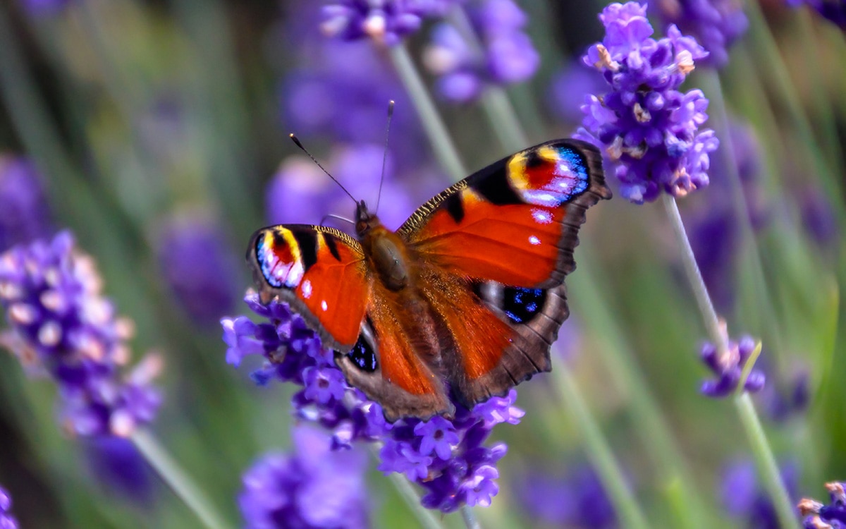 a peacock butterfly on lavender