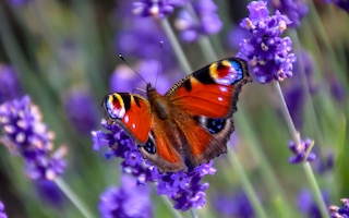 a peacock butterfly on lavender