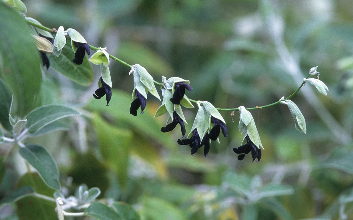 Salvia discolor