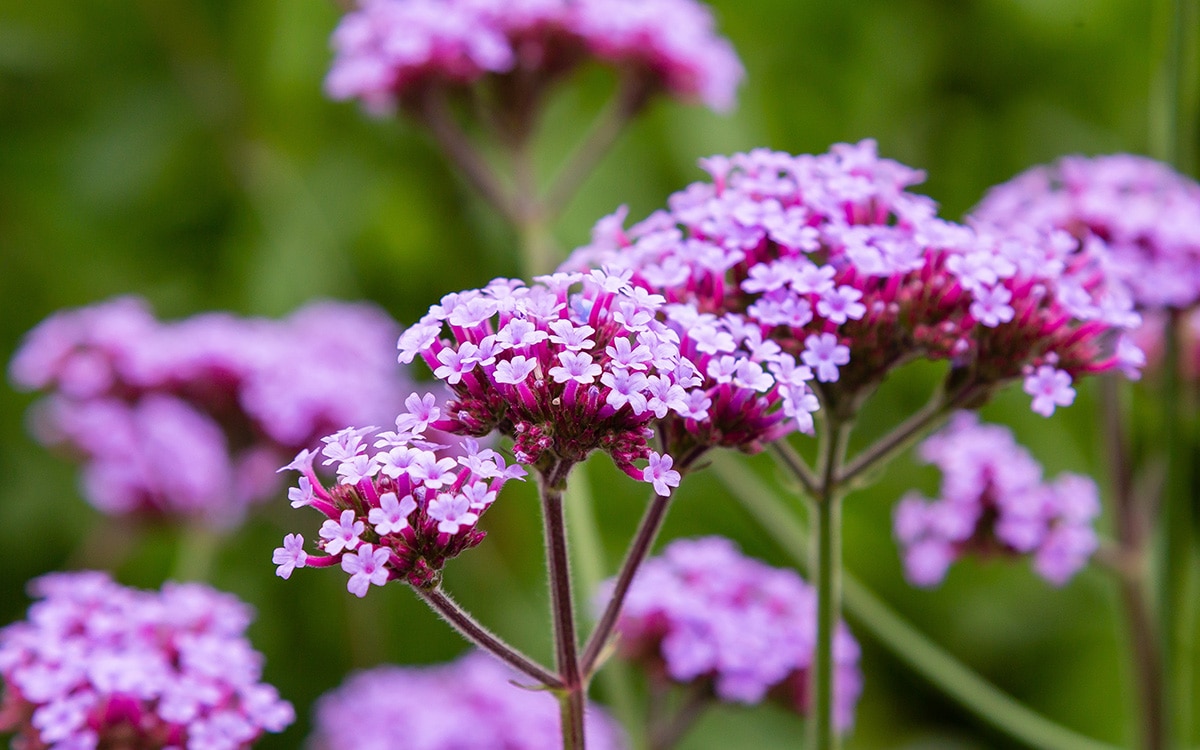 how to grow verbena