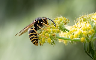 wasp on flower