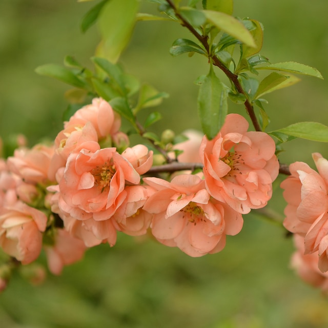 Peach flowers on a branch of Chaenomeles Geisha Girl 