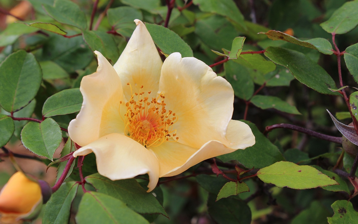 Rose Mrs Oakley Fisher