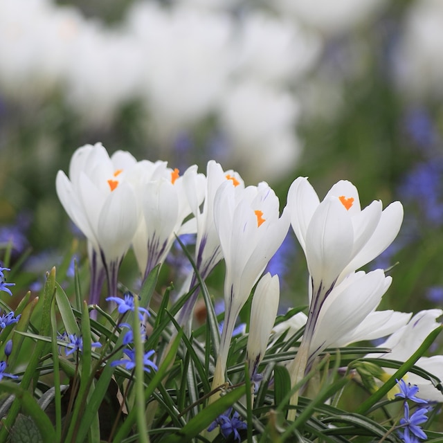 White flowers of Crocus 'Jeanne d'Arc'