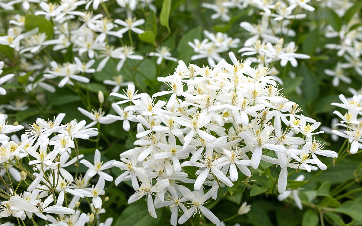 Clematis flammula