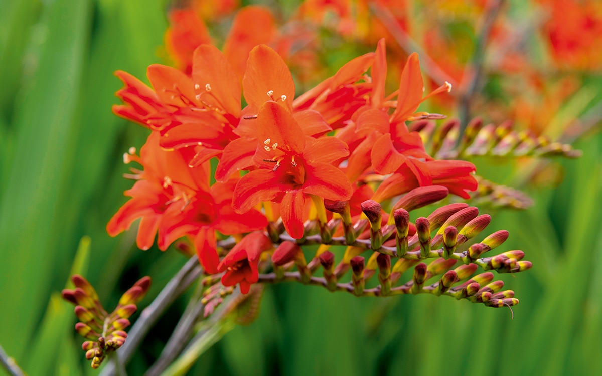 Scarlet flowers of Crocosmia 'Lucifer'.