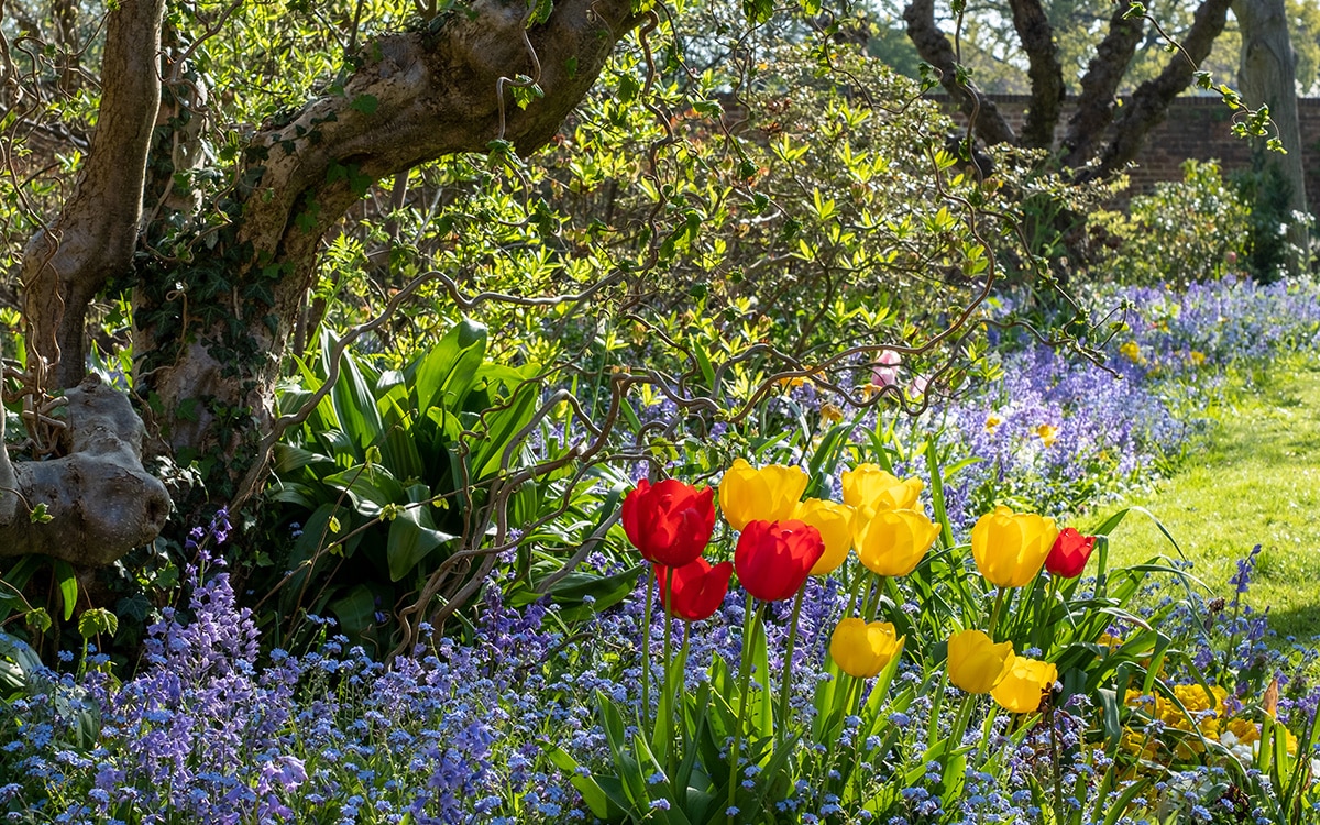 Blue Forget-me-nots and bluebells and red and yellow tulips below established trees and shrubs.