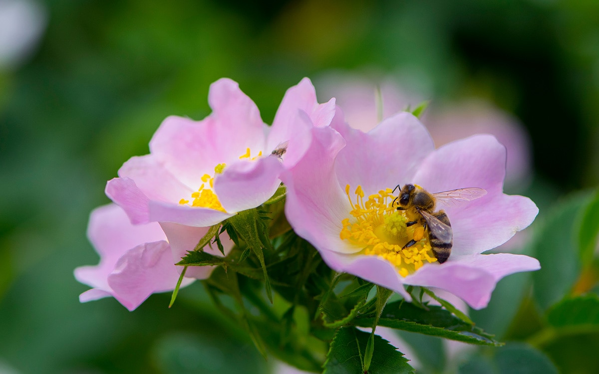 Bee on rose flower