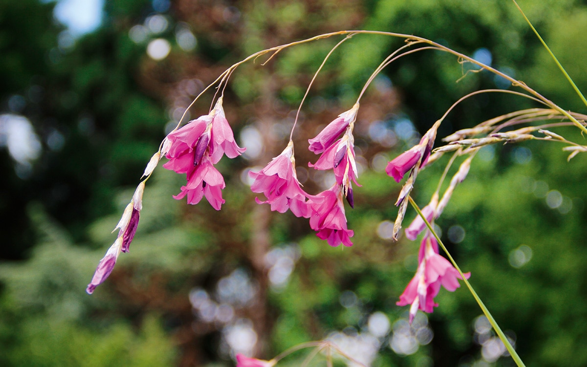 Dangling pink flowers of Dierama pulcherrimum