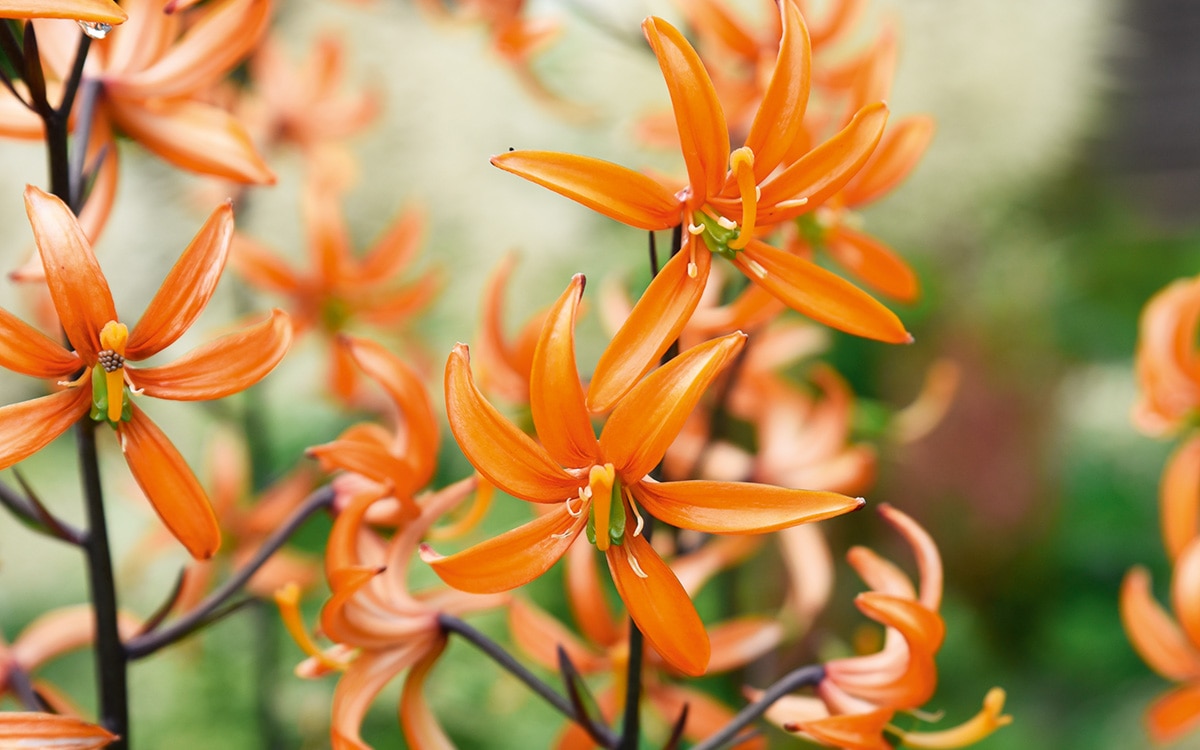 Orange flowers of Lilium 'Orange Marmalade'
