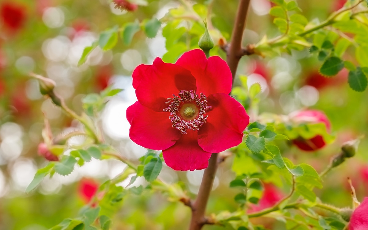 red flowers of Rosa Geranium