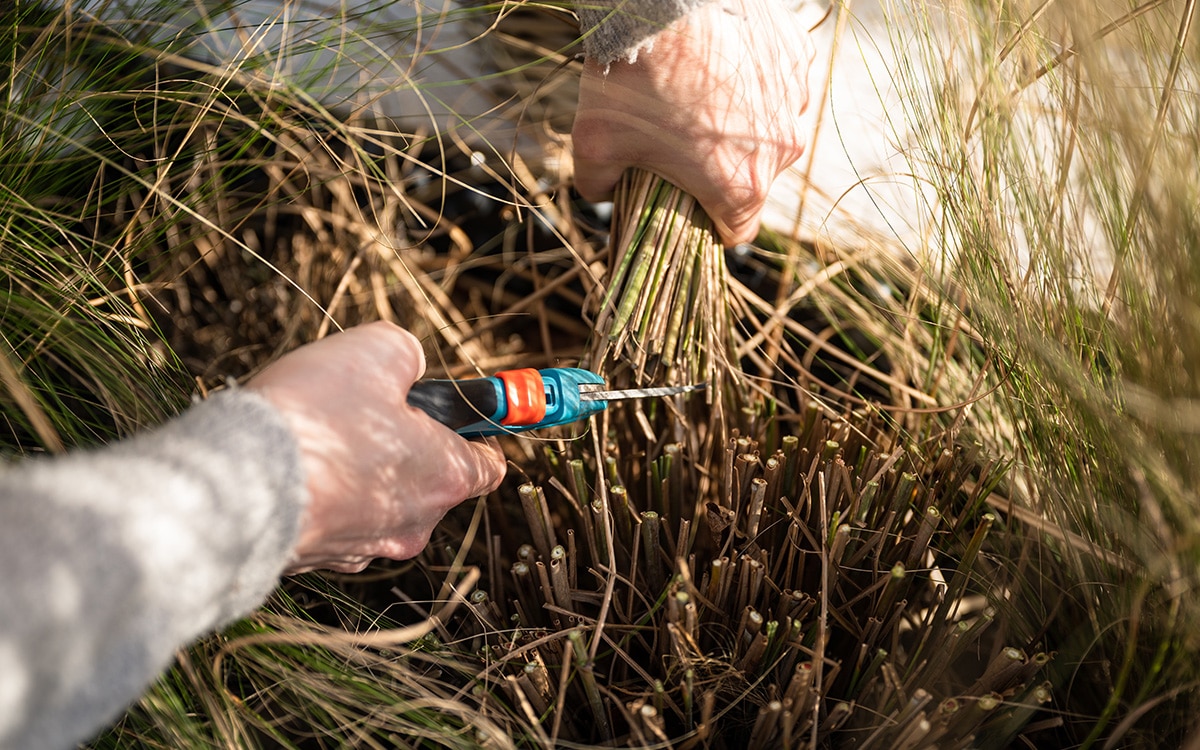 A person cutting the old stems of a miscanthus back to the base with secateurs