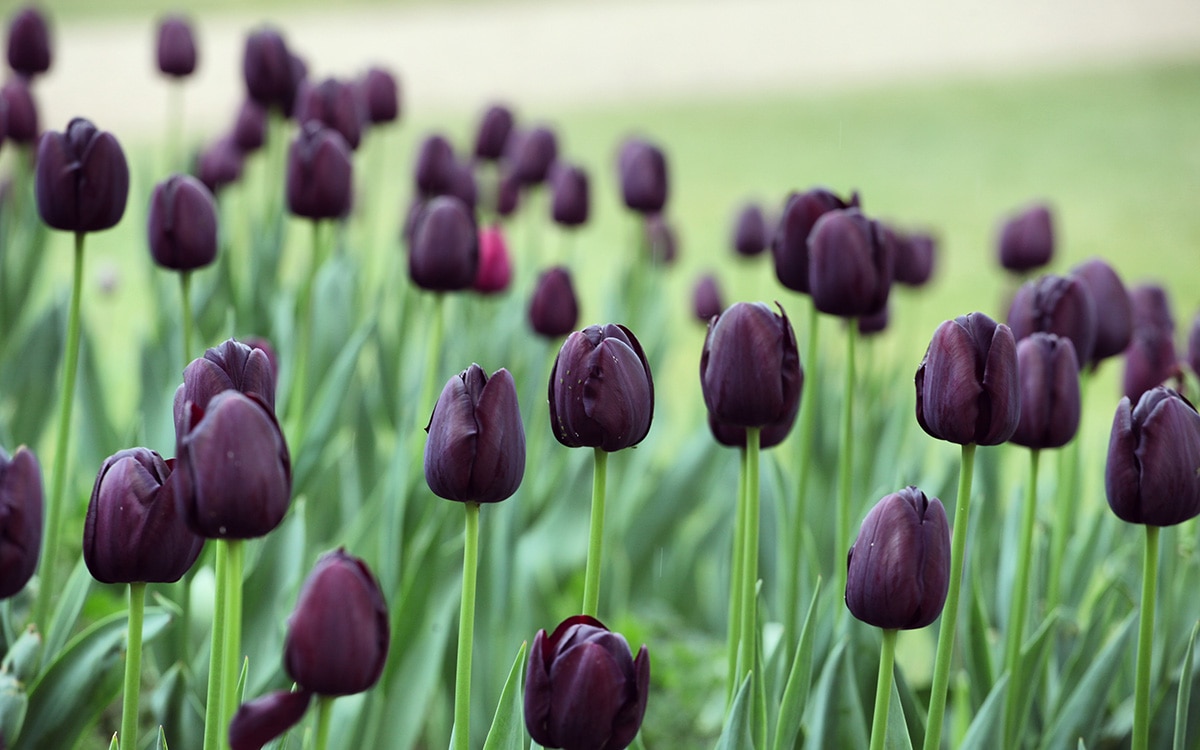 Tulip Queen of Night