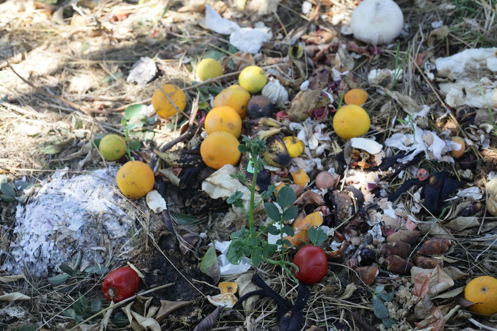 Open compost heap