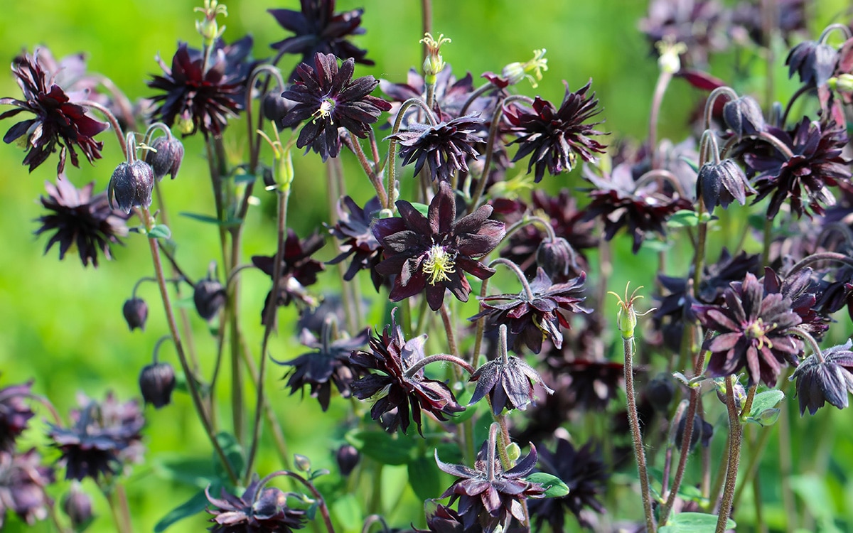 Black Barlow aquilegia