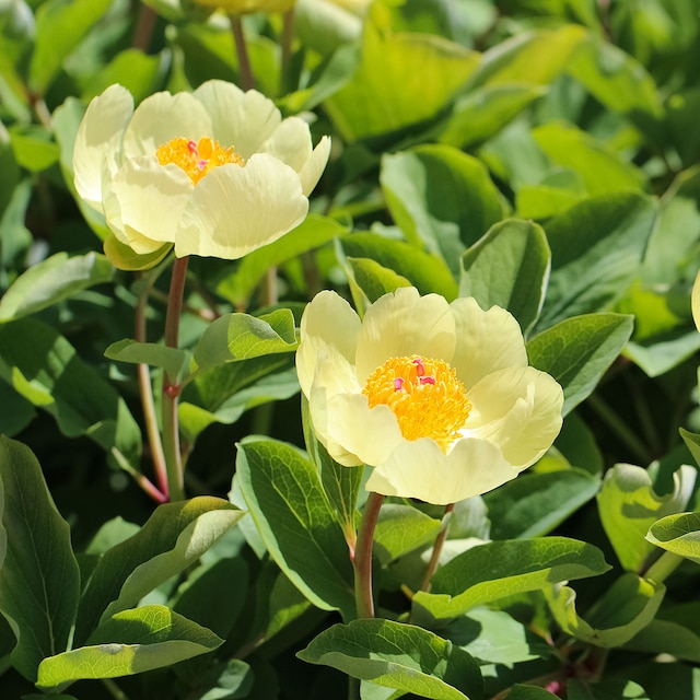 Paeonia mlokosewitschii