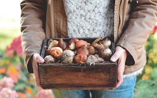 Planting bulbs