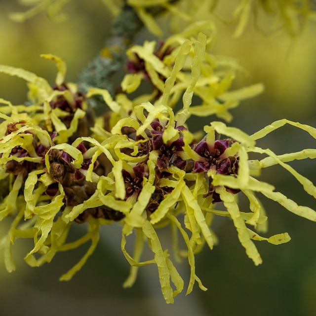 Spidery yellow flowers of hamamelis Pallida