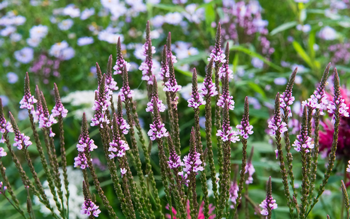 how to grow verbena