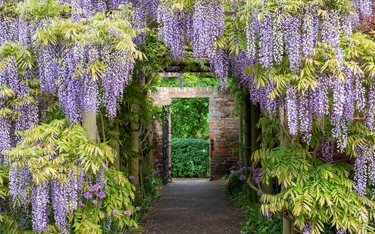 A view to a gate through a pergola covered with wisteria's purple blooms and divided foliage.