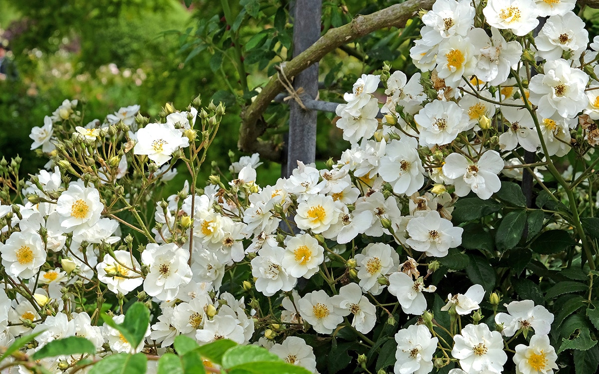 Rosa Rambling Rector